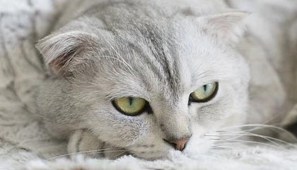 开云-三分42投36铁队史最烂！热火窒息联防锁死猛龙